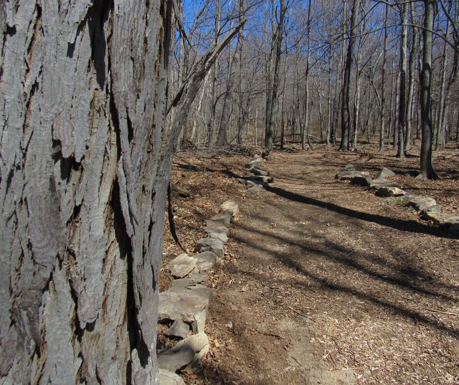 Hiking trail in the woods of western maryland