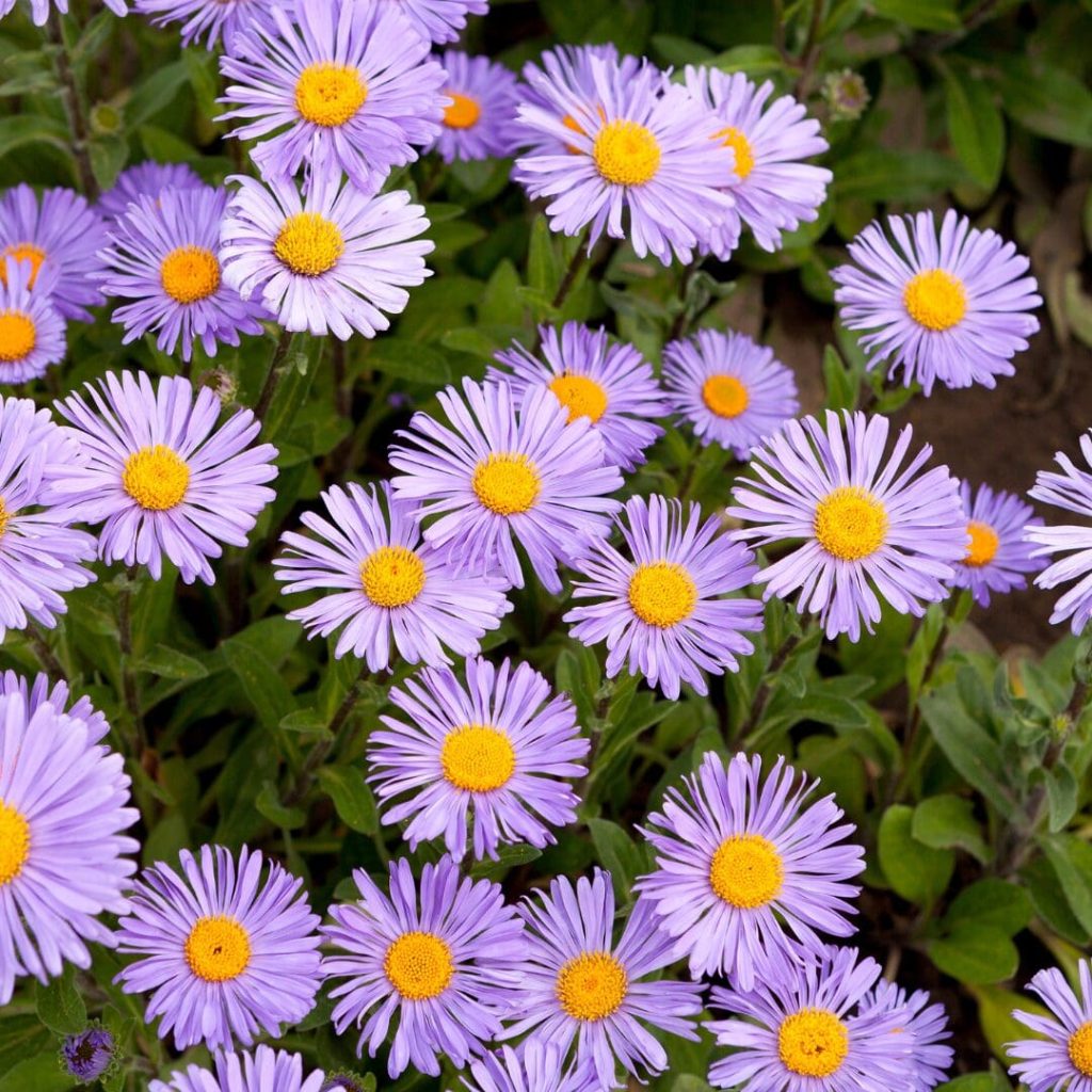 Aromatic Aster (Symphyotrichum oblongifolium)