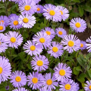 Aromatic Aster (Symphyotrichum oblongifolium)