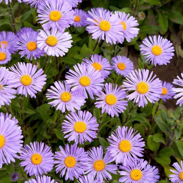 Aromatic Aster (Symphyotrichum oblongifolium)