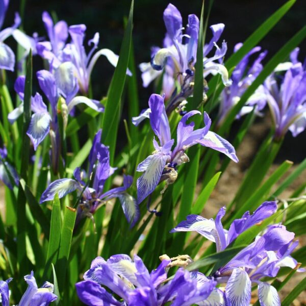Northern Blue Flag Iris (Iris versicolor)