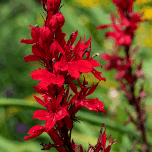 Cardinal Flower (Lobelia cardinalis)