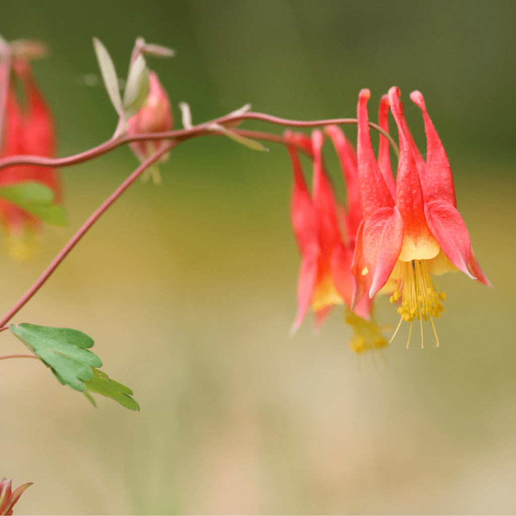 Eastern Red Columbine (Aquilegia canadensis)