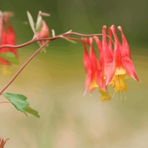 Eastern Red Columbine (Aquilegia canadensis)