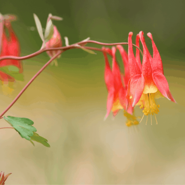 Eastern Red Columbine (Aquilegia canadensis)