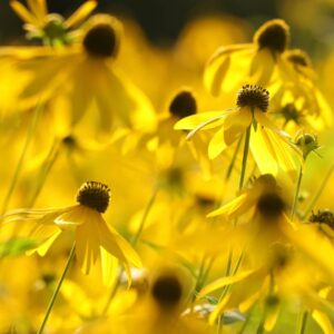 Cut-Leaf Coneflower (Rudbeckia laciniata)