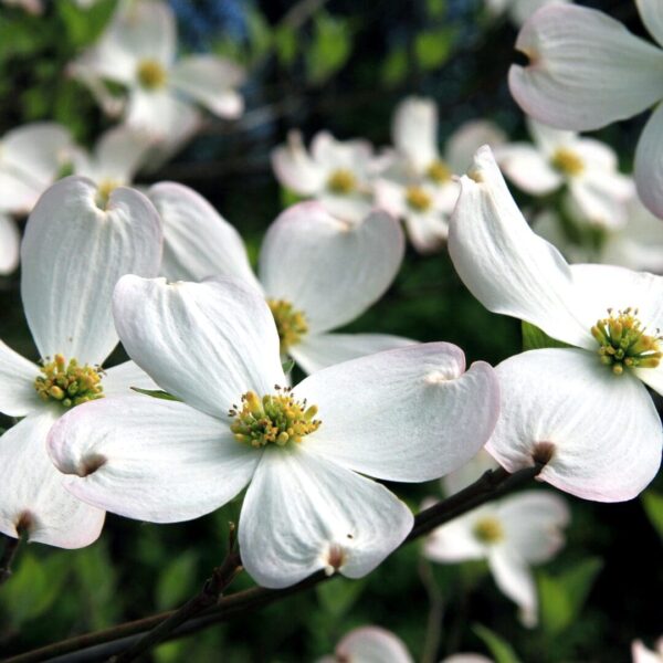 Flowering Dogwood (Cornus florida)