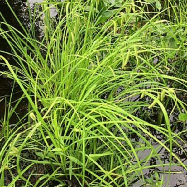 Fringed Sedge (Carex crinita)