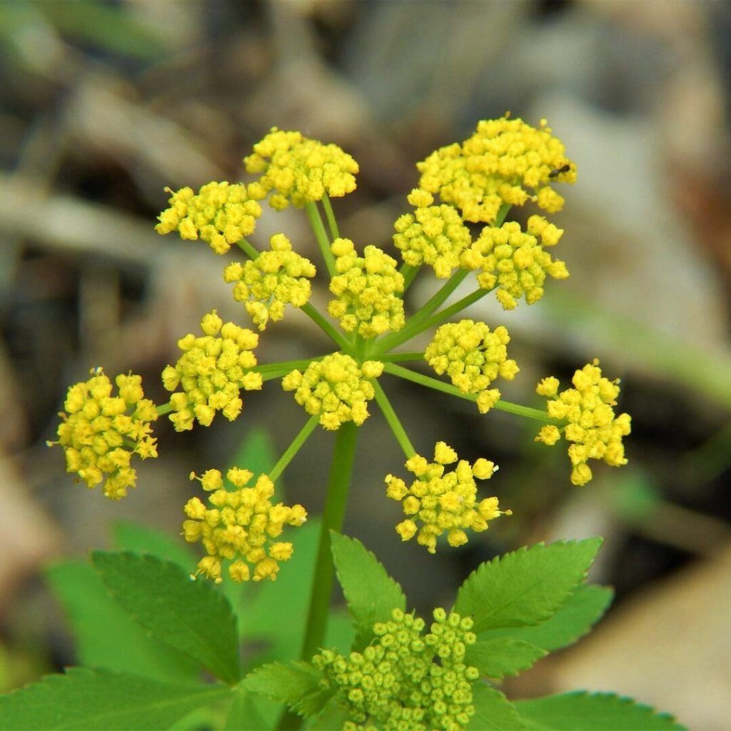 Golden Alexanders (Zizia aurea)