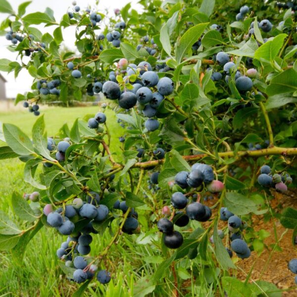 Highbush Blueberry (Vaccinium corymbosum)