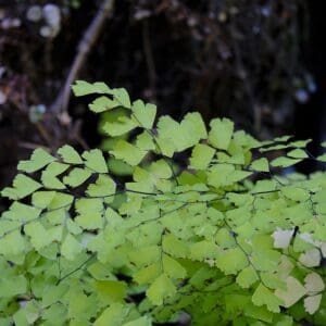 Maidenhair Fern (Adiantum pedatum)