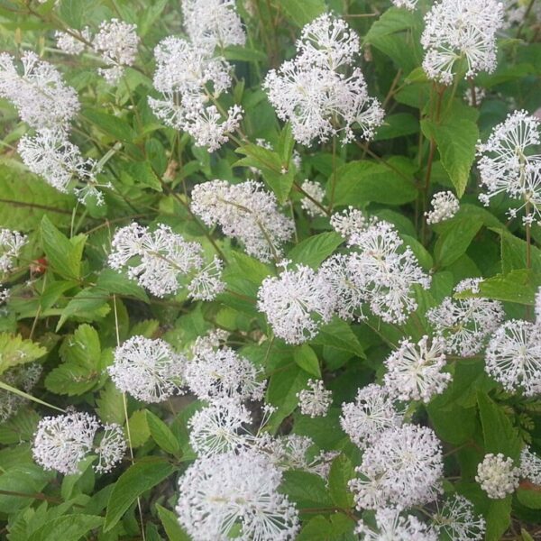 New Jersey Tea (Ceanothus americanus)