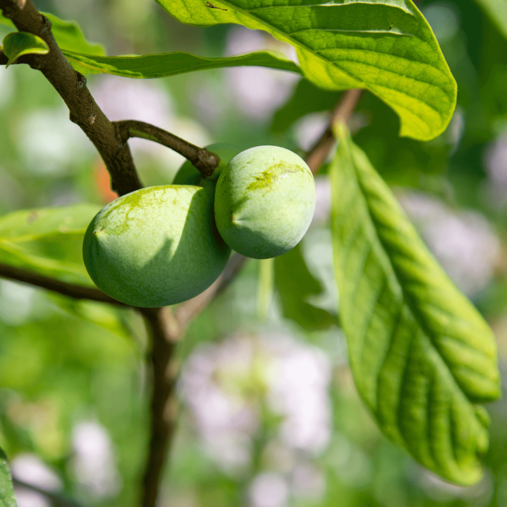 PawPaw Tree (Asimona triloba)
