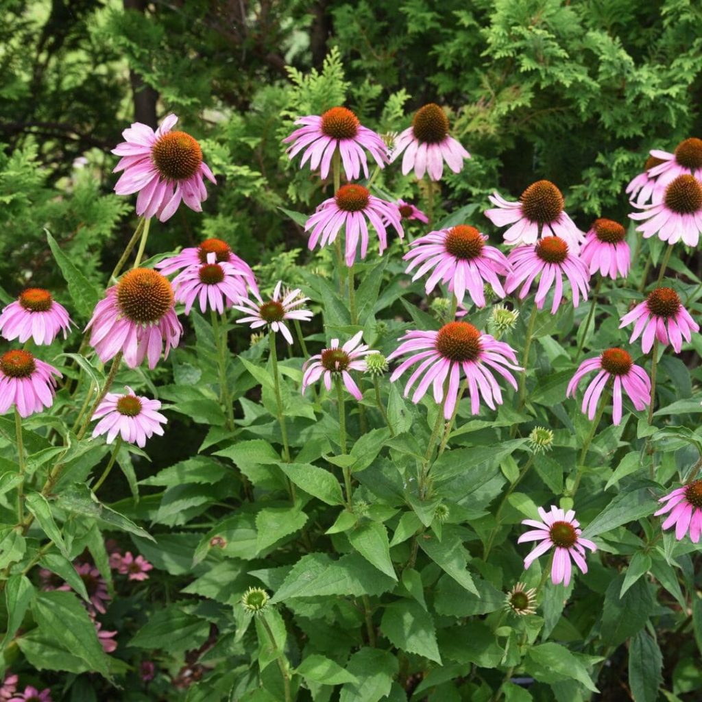 Purple Coneflower (Echinacea purpurea)