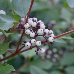 Red Twig Dogwood (Cornus sericea)
