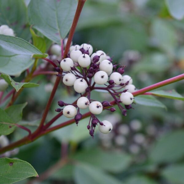 Red Twig Dogwood (Cornus sericea)