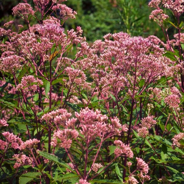 ‘Little Joe’ Joe Pye Weed (Eutrochium dubium ‘Little Joe’)