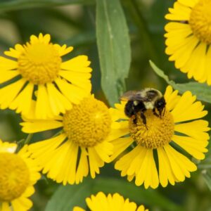 Sneezeweed (Helenium autumnale)