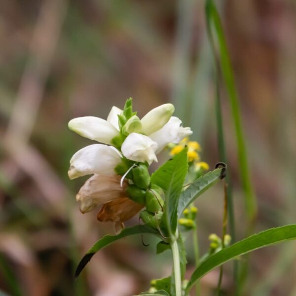 White Turtlehead (Chelone glabra)