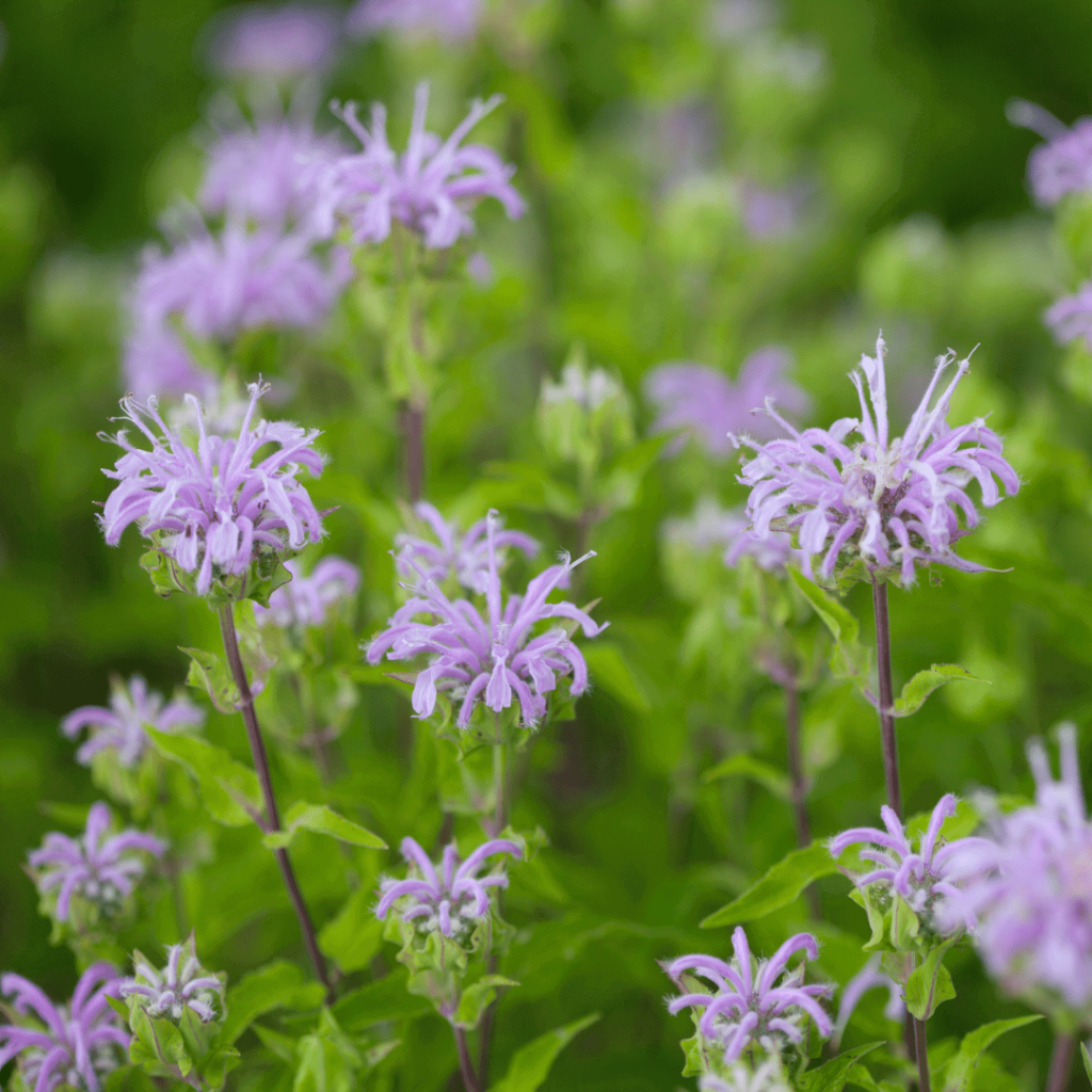 Wild Bergamot (Monarda fistulosa)