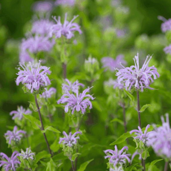 Wild Bergamot (Monarda fistulosa)