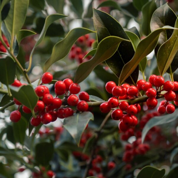 Winterberry Holly (Ilex opaca)